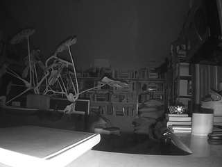 voyeurcam bridgetleewalters 02